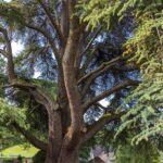 スコットランドに行ってきました！